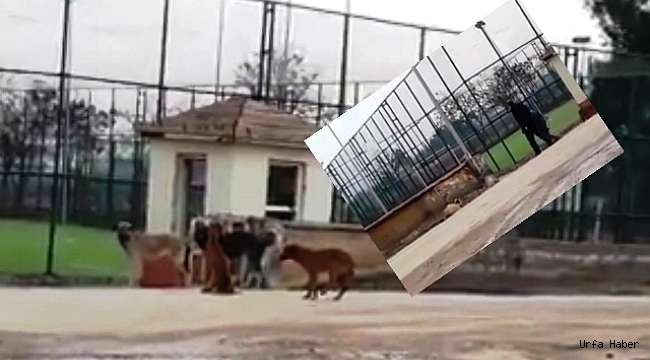 Bu köpekler illa birilerine mi saldırsın ?