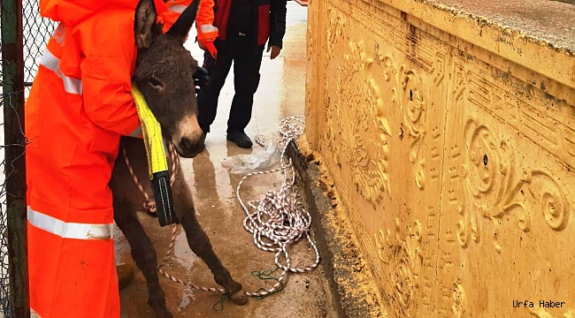 Kanala düşen eşeği itfaiye kurtardı