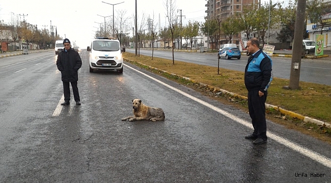 Zabıta ekipleri, yaralı köpek için yolu trafiğe kapattı