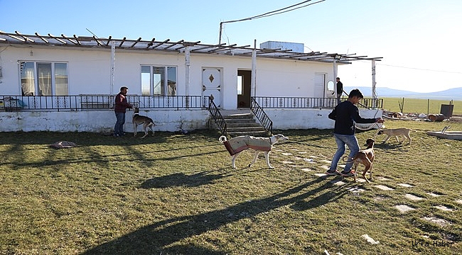 Avcıların tazıları Şanlıurfa'da yetiştiriliyor
