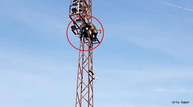 Elektrik Akımına Kapılan TEDAŞ Görevlisi Öldü