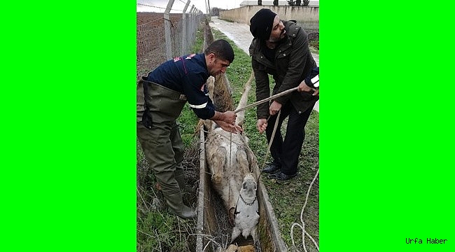 Şanlıurfa'da AT Kurtarma Operasyonu