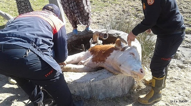 Sarnıca düşen ineği itfaiye kurtardı