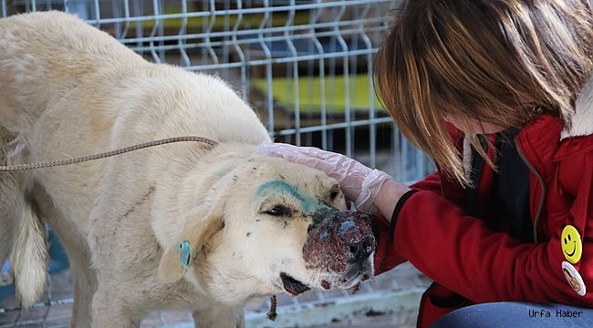 Yaralı köpekler tedavi altına alındı