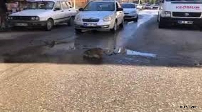 Araçlar su içen kedi için bekledi