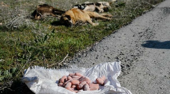 Başkentte vahşet devam ediyor!