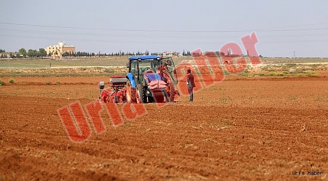 Şanlıurfa'da pamuk tohumları toprakla buluşuyor