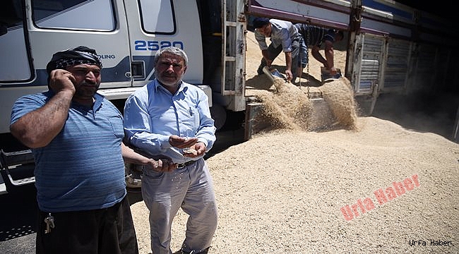 Yağışlar Urfa Çiftçisini Güldürdü