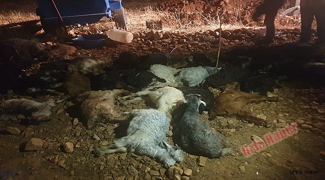 70 keçi telef oldu