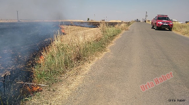 Anız ateşi Urfa'da buğday tarlasını yaktı