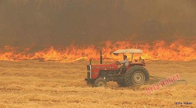 Şanlıurfa'da 125 dönümlük alandaki ekinler kül oldu