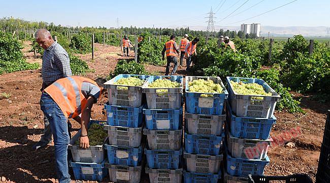 Belediye bahçesinden vatandaşlara ikram