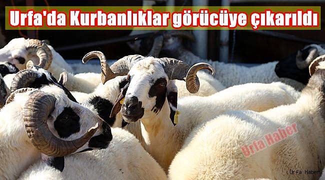 Urfa'da Kurbanlıklar görücüye çıkarıldı