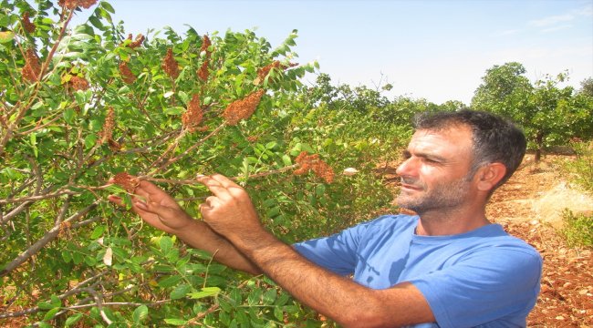 Araban'da sumak hasadı