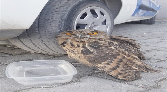 Diyarbakır'da yaralı baykuşa polis sahip çıktı