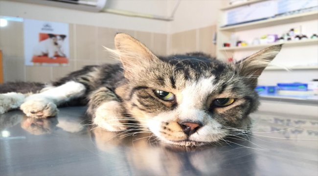 Hasta kedi, ameliyatla sağlığına kavuşturuldu