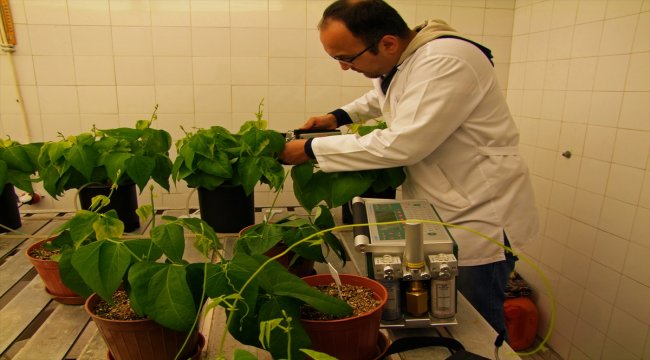 Klasik müziğin bitki gelişimine etkisini araştırdılar