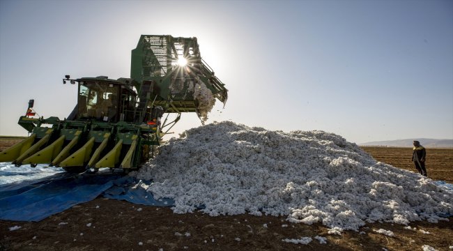 "Gelinlik giyen" Mardin Ovası'nda pamuk üretiminde artış