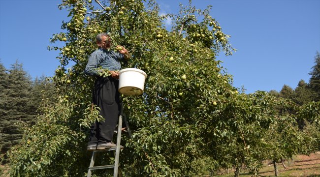 İslahiye'de armut ve barbunya hasadı