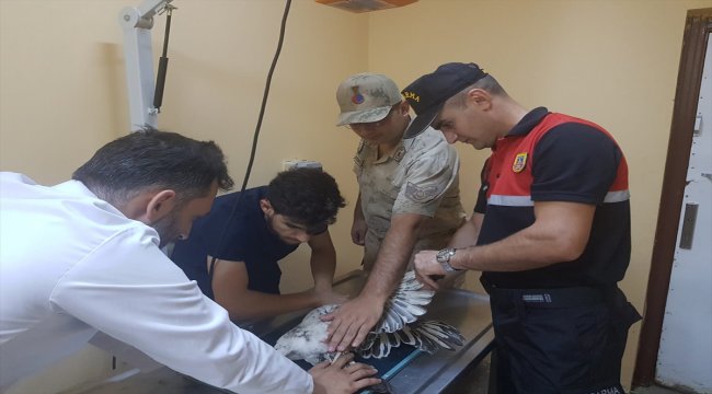 Siirt'te mısır akbabası bulundu