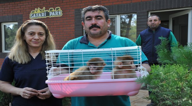 Sınırda yakalanan maymunlar Gaziantep Hayvanat Bahçesi'nde