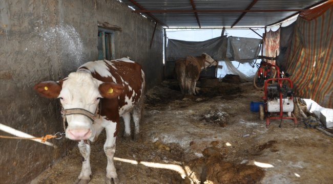 Adıyaman Tarım ve Orman İl Müdürlüğünden kuduz karantinası açıklaması:
