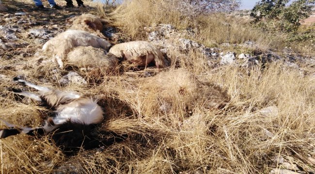 Gaziantep'te 31 küçükbaş hayvan kurtların saldırısı sonucu telef oldu