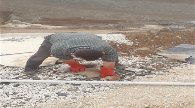Gaziantep'te yaralı bulunan tilki tedavi altına alındı