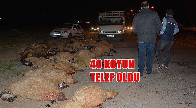 Otomobil koyun sürüsüne çarptı