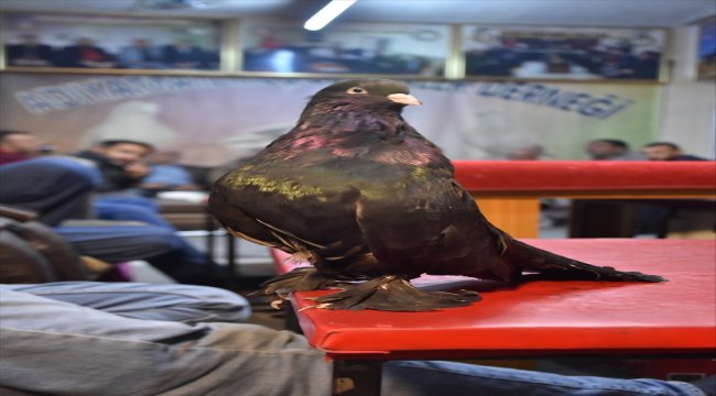"Şampiyon", hem başarısıyla hem de sevgisiyle can yoldaşı oldu
