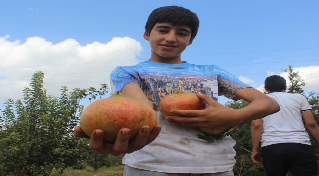 Suruç narında hasat zamanı