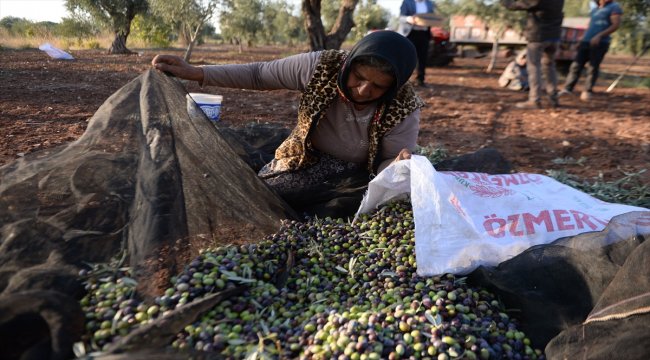 Zeytin üreticisinde keyifli hasat