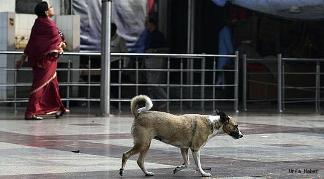 Köpekler hastahane içinde yeni doğan bebeği öldürdü