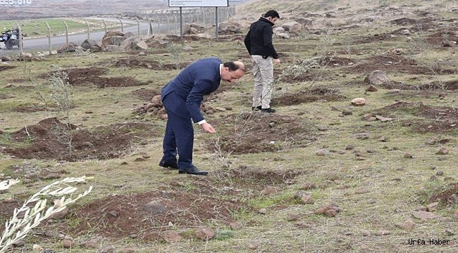 Kuruyan fidanlar için talimat verdi!