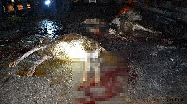 Siverek'te Yağışlar Sel Felaketi Getirdi