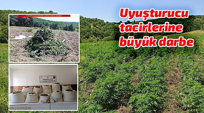2,5 milyona yakın kök Hint keneviri ele geçirildi
