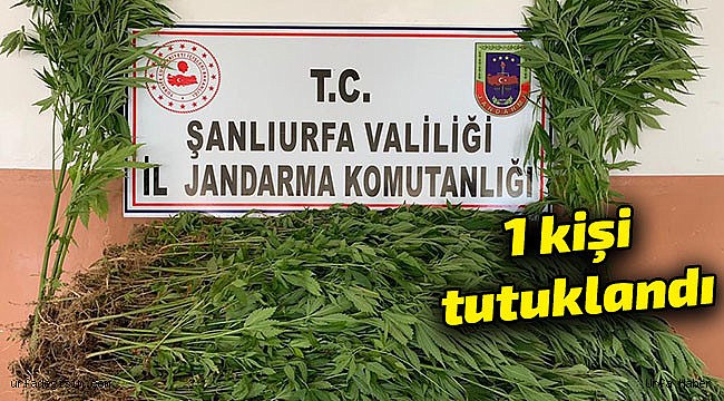 2 bin 367 kök kenevir ele geçirildi