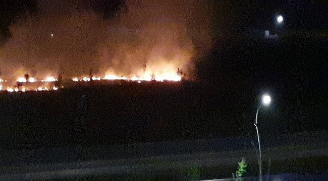 Şanlıurfa'da ağaçlandırma alanı kül oldu