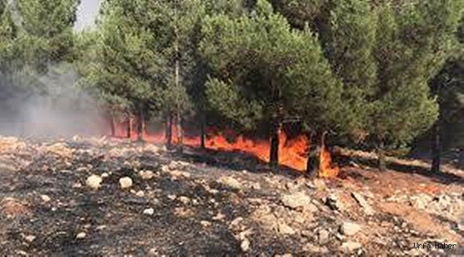 Şanlıurfa'da orman yangını