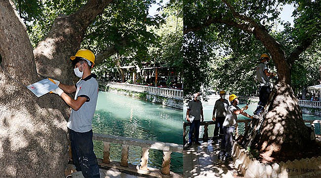 "1326 yaşındaki zeytin ağacı çok önemli"