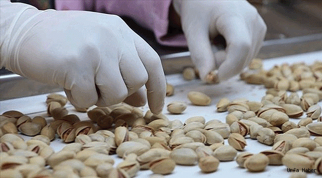 Urfa Fıstığı virüsten koruyor