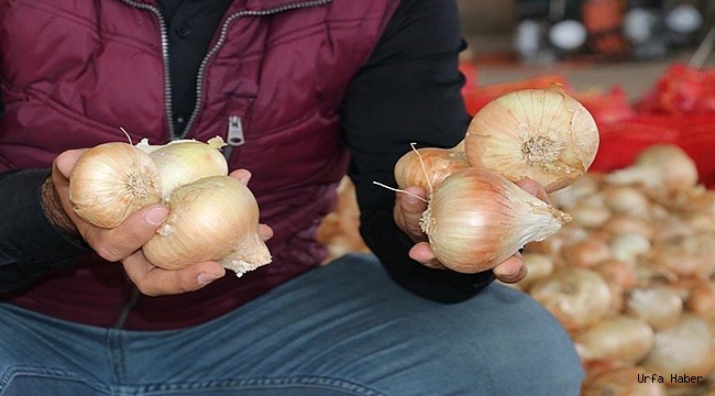 Urfa'da işçiler soğan hasadına başladı