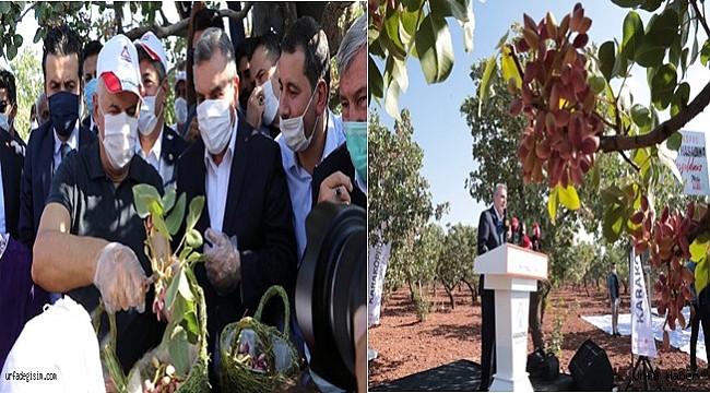 Binali Yıldırım fıstık hasadına katıldı