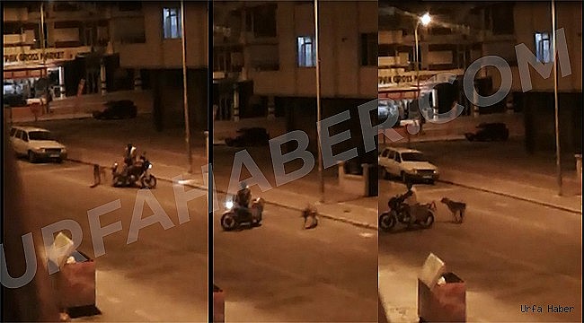 Köpeğe eziyet eden şahıs için emniyet harekete geçti