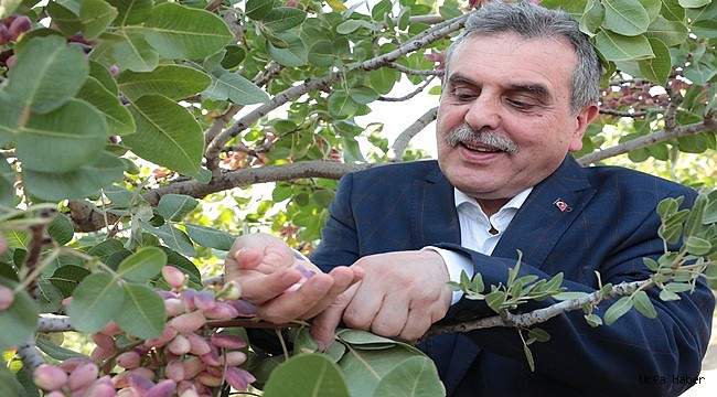 Şanlıurfa fıstığı hasadı başladı