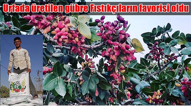 Urfada üretilen gübre Fıstıkçıların favorisi oldu