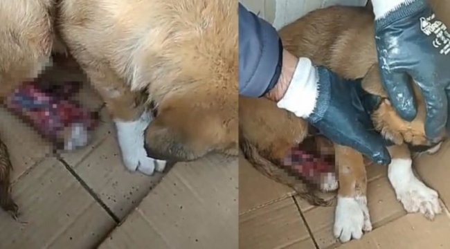 Sokak köpeğine akıl almaz eziyet