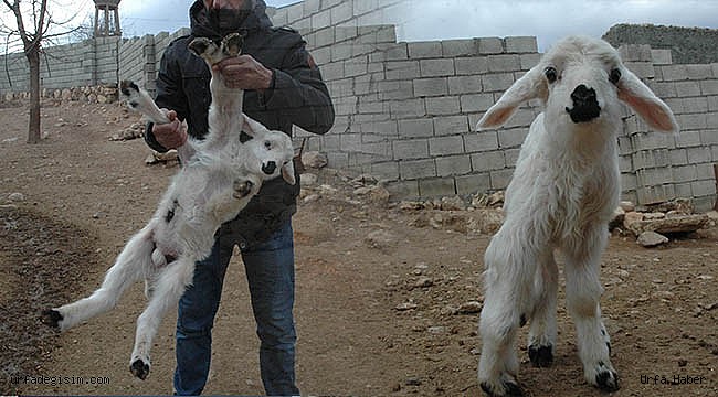 6 ayaklı doğan kuzu şaşırttı