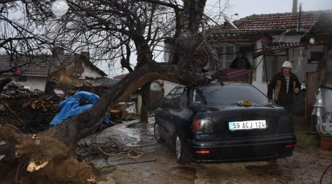 Fırtınaya dayanmayan ağaç aracın üstüne devrildi