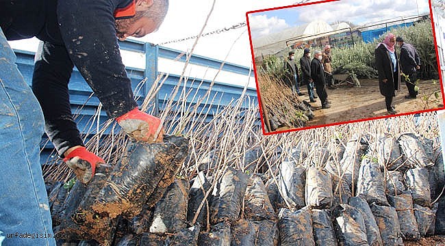 Fıstık fidanı satışları iki katına çıktı